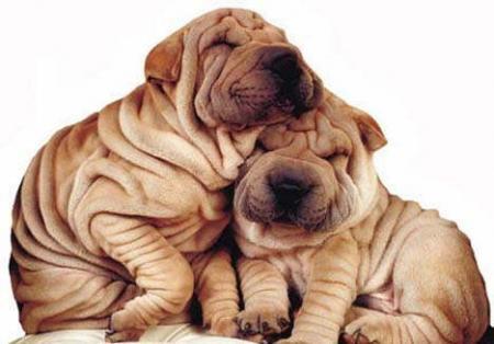 chien